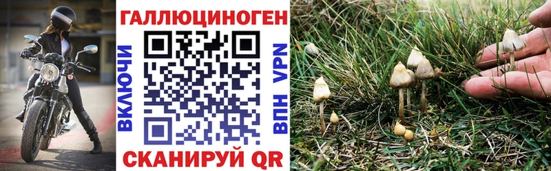 Галлюциногенные грибы Psilocybine cubensis  Мезень 